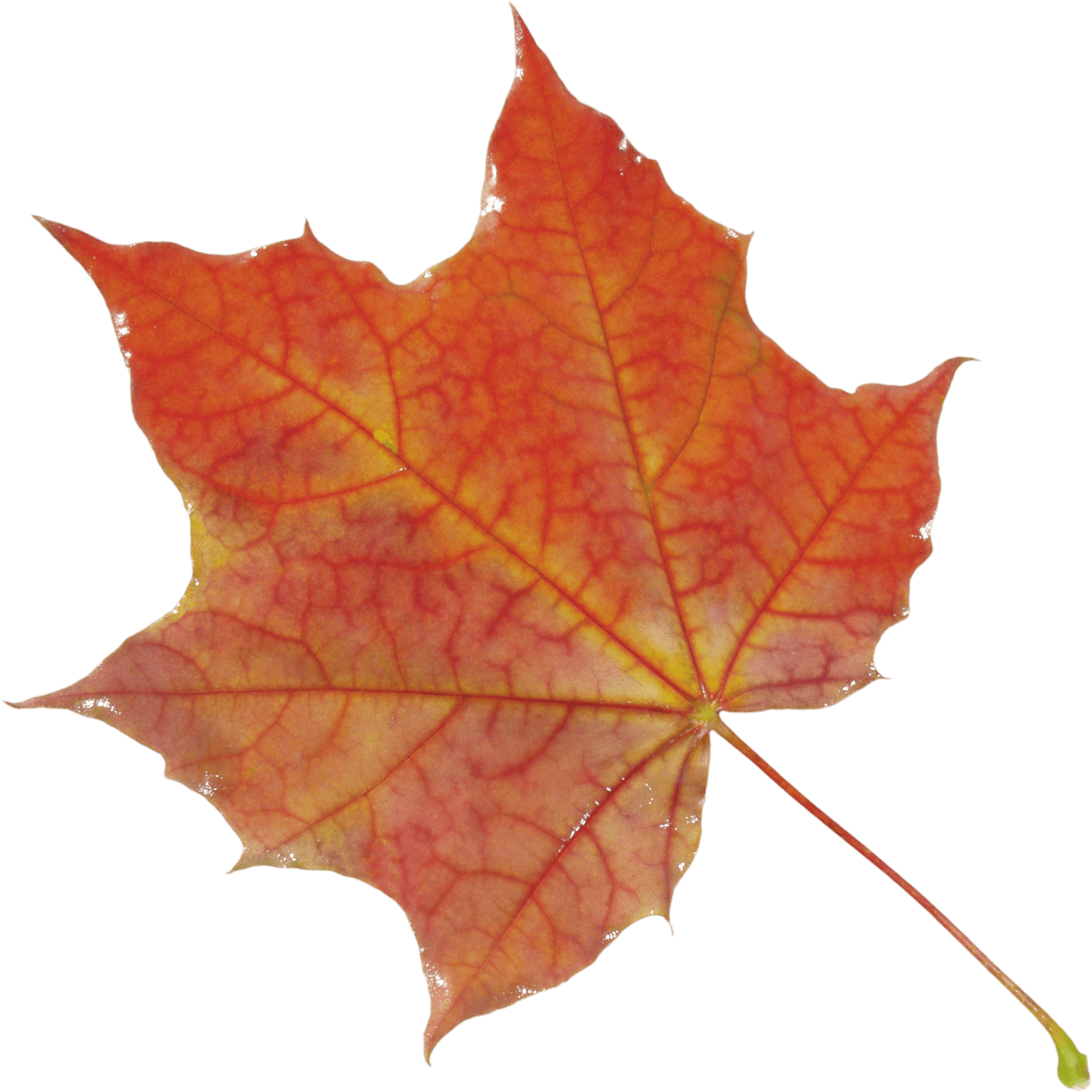 Autumn Png Leaf Transparent PNG Image