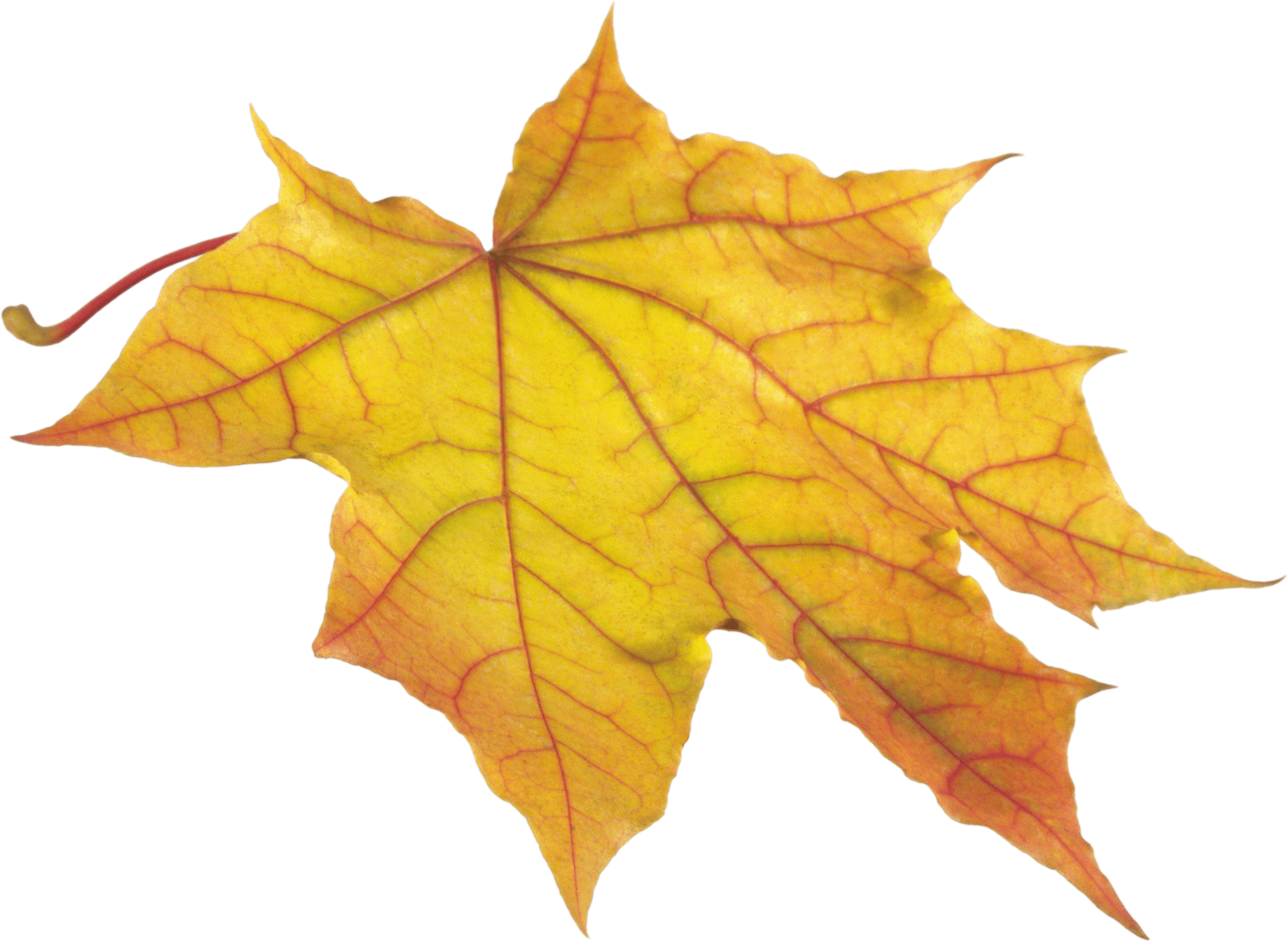 Yellow Autumn Png Leaf Transparent PNG Image