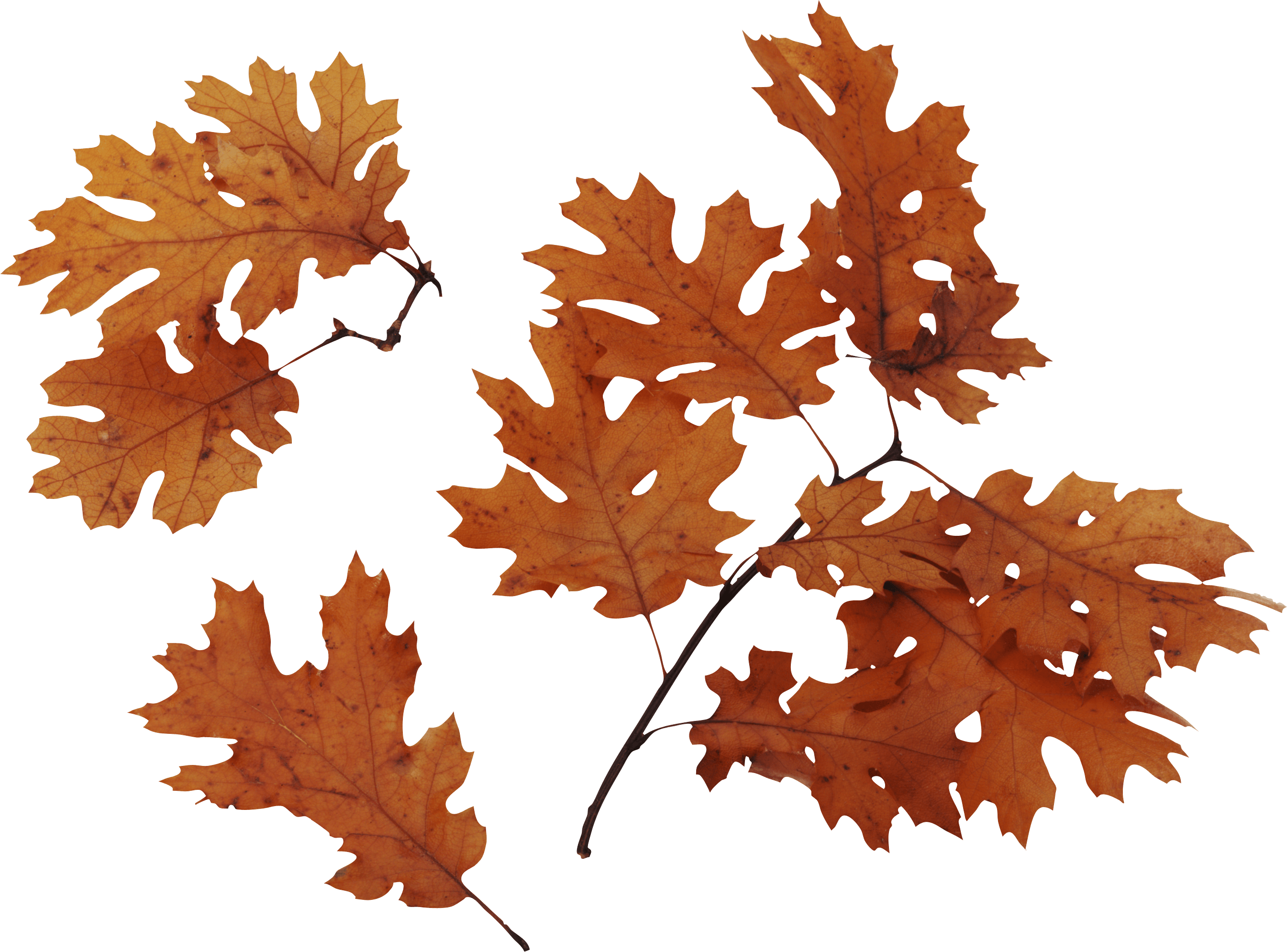 Autumn Png Leaves Transparent PNG Image