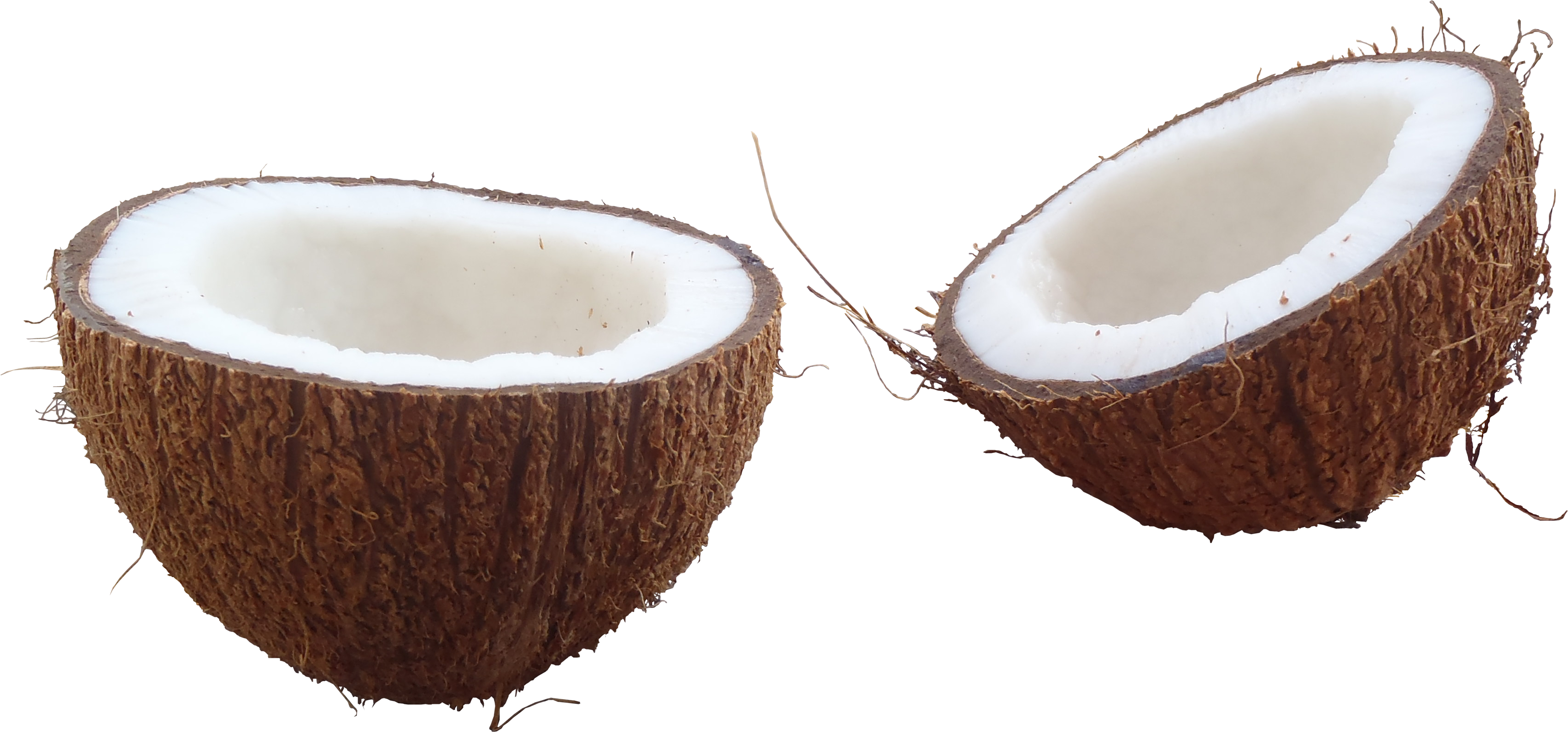 Half Coconut Image Download Free Image Transparent PNG Image