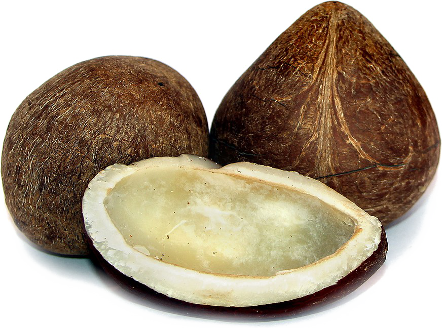 Half Coconut Photos Download HQ PNG Transparent PNG Image