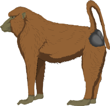 Baboon Picture Transparent PNG Image