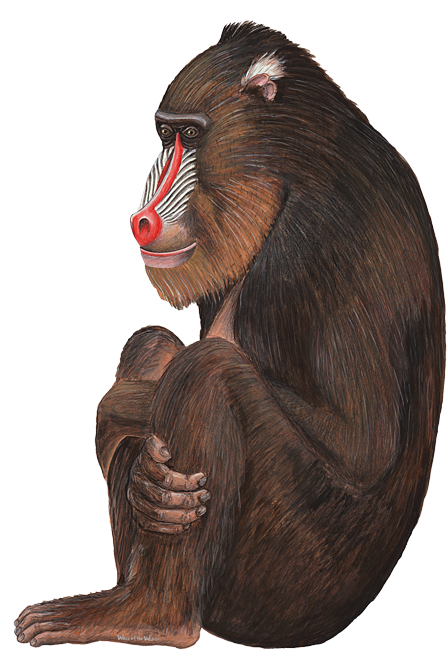 Baboon Png Transparent PNG Image