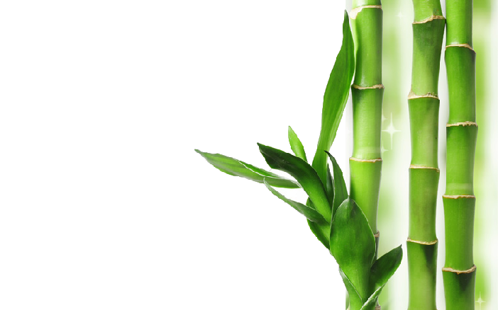 Bamboo Transparent Background Transparent PNG Image