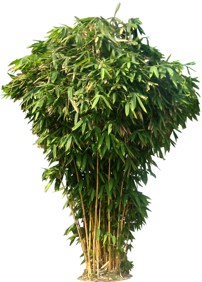 Bamboo Photos Transparent PNG Image