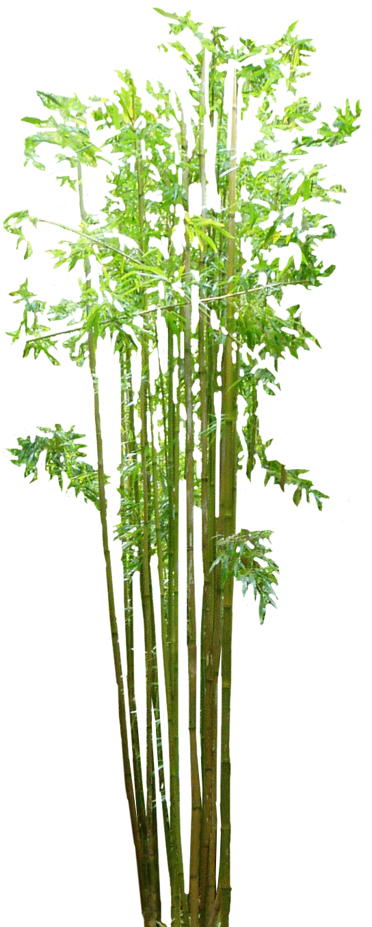 Bamboo Image Transparent PNG Image