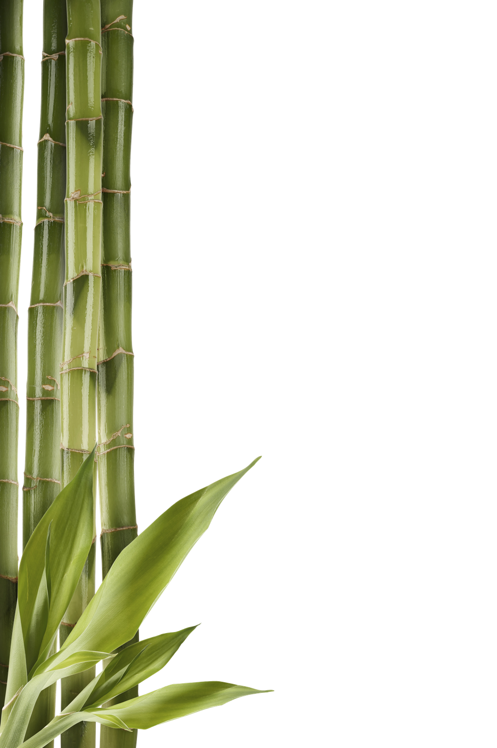 Bamboo Clipart Transparent PNG Image