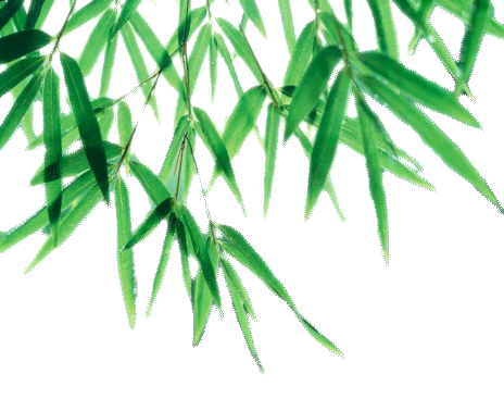 Bamboo Leaf Picture Transparent PNG Image