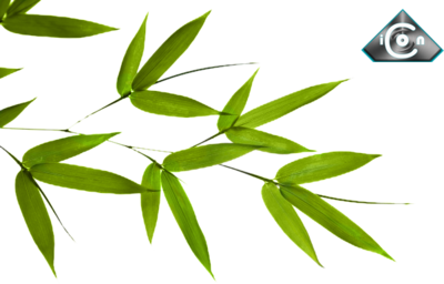 Bamboo Leaf Transparent PNG Image