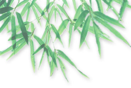 Bamboo Leaf Photo Transparent PNG Image