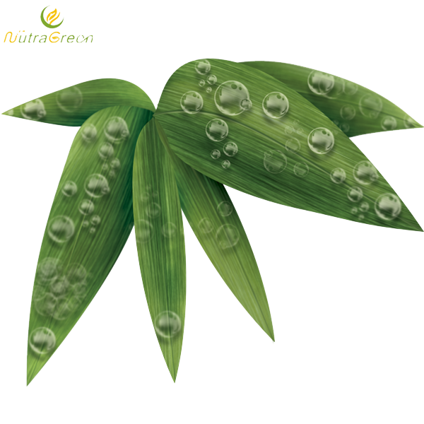 Bamboo Leaf Photos Transparent PNG Image