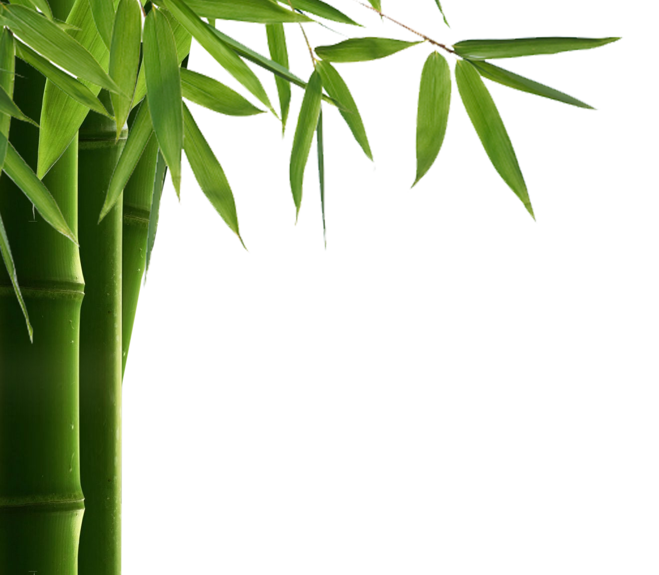 Bamboo Leaf Hd Transparent PNG Image