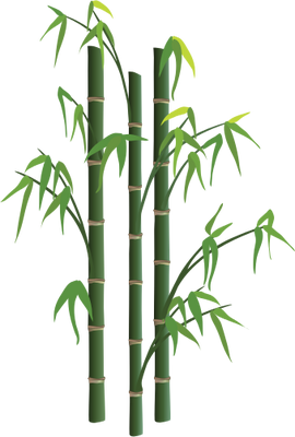 Bamboo Png Picture Transparent PNG Image