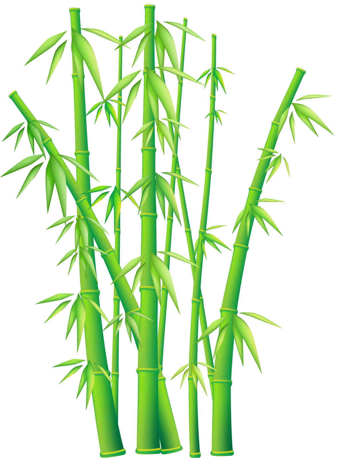 Bamboo Png File Transparent PNG Image