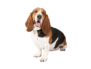 Basset Hound Png Clipart Transparent PNG Image