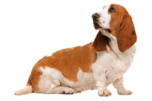 Basset Hound Png Transparent PNG Image