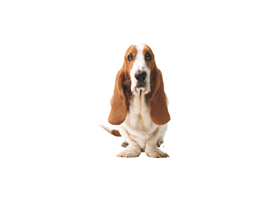 Basset Hound Png Picture Transparent PNG Image