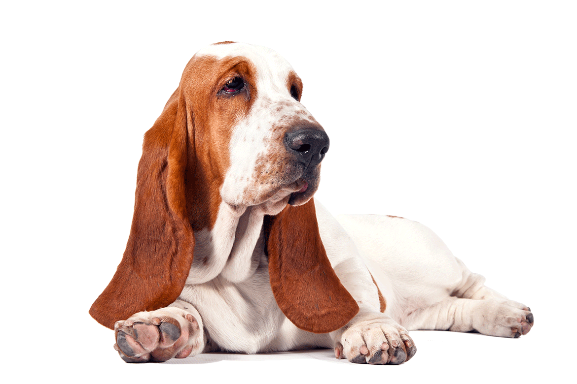 Basset Hound Free Download Png Transparent PNG Image