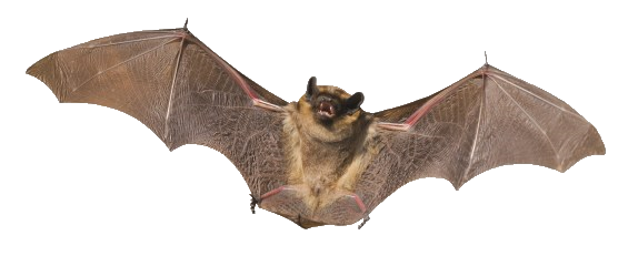 Bat Png Transparent PNG Image