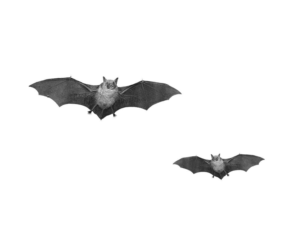 Bat Png Pic Transparent PNG Image