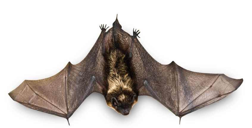 Bat Download HD Transparent PNG Image