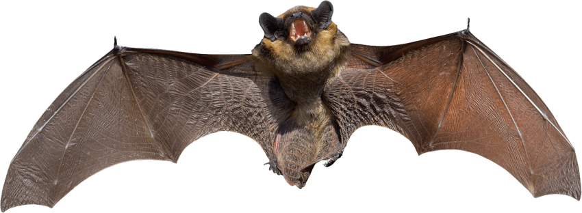 Big Bat PNG Free Photo Transparent PNG Image