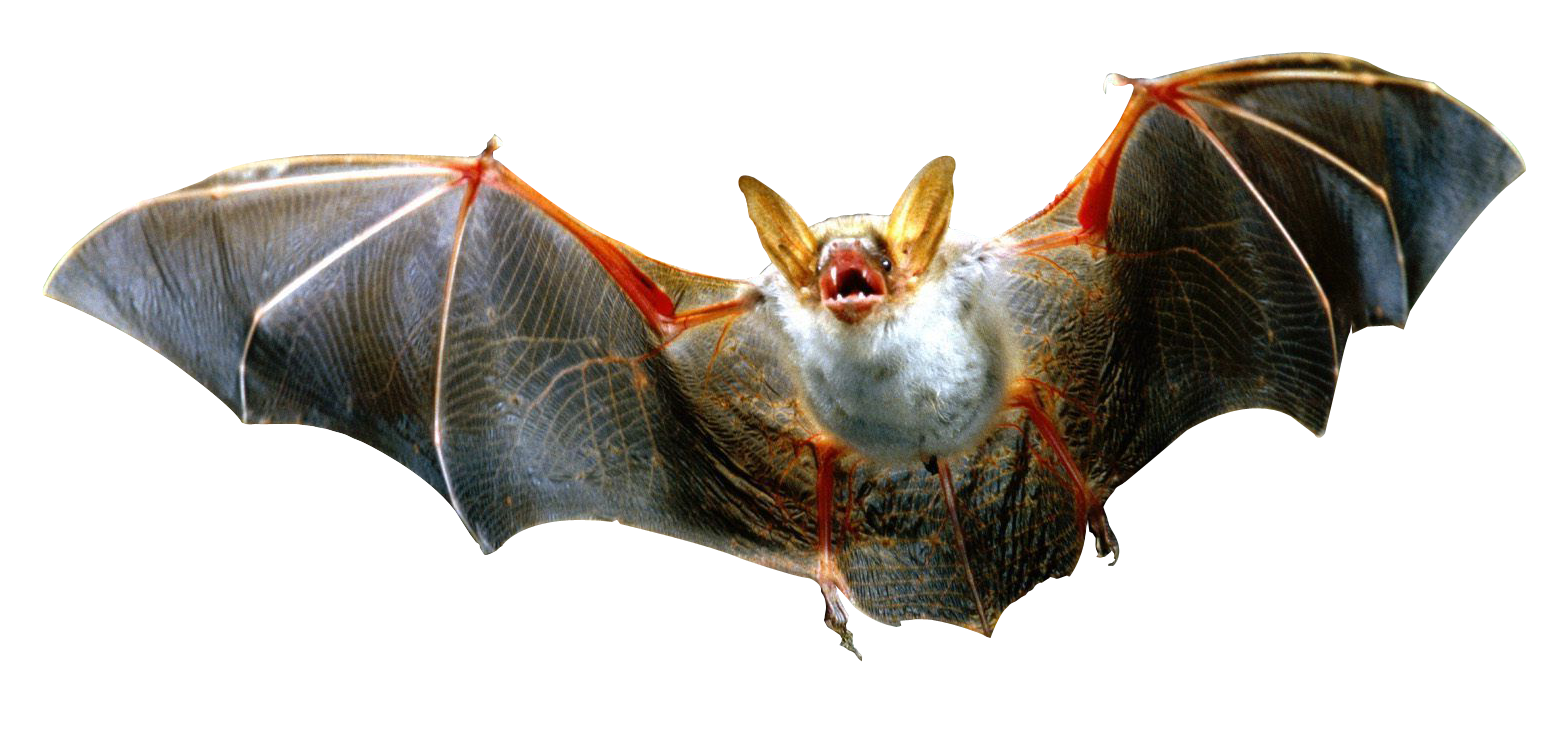 Bat Flying Free HD Image Transparent PNG Image