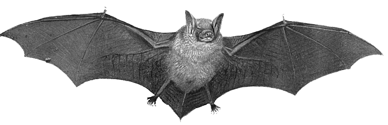 Bat Transparent Transparent PNG Image