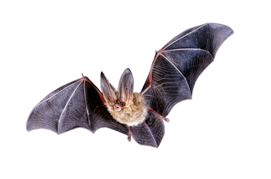 Bat Png Clipart Transparent PNG Image