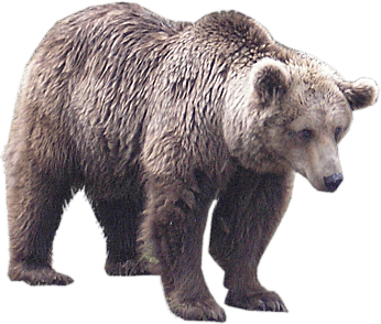 Bear Png Image Transparent PNG Image