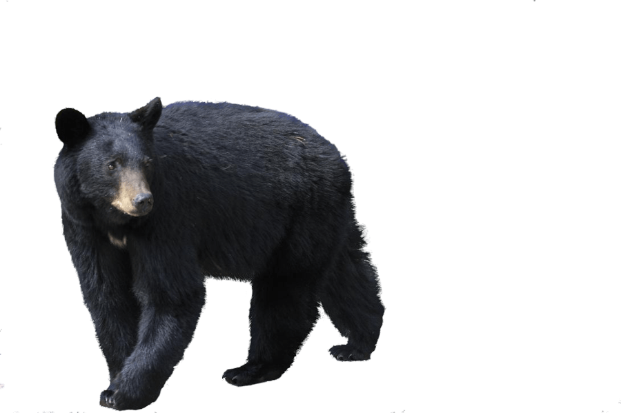 Black Bear Png Image Transparent PNG Image