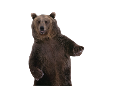 Bear Png 11 Transparent PNG Image