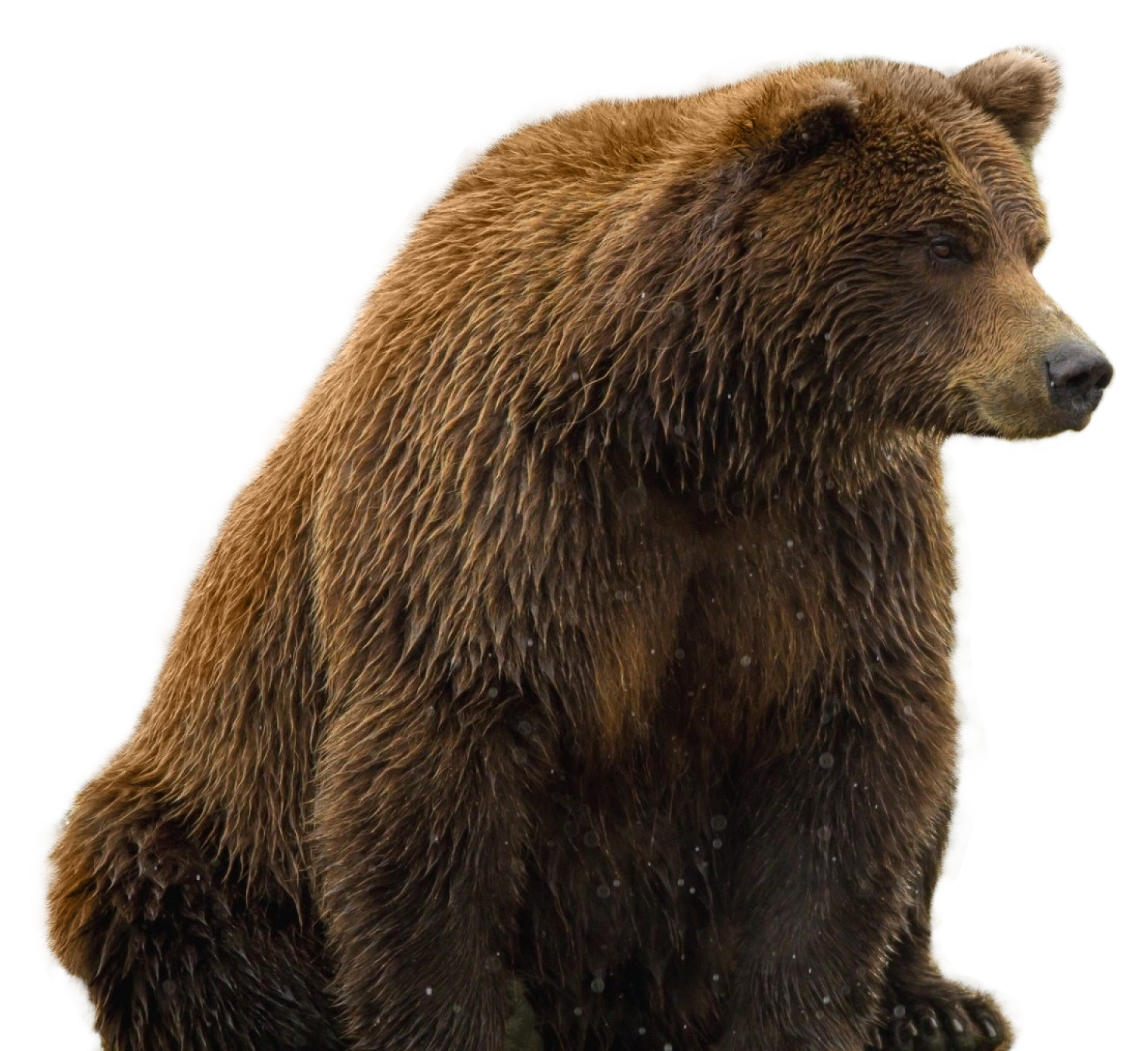 Bear PNG Free Photo Transparent PNG Image