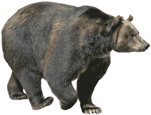 Walking Bear PNG Download Free Transparent PNG Image