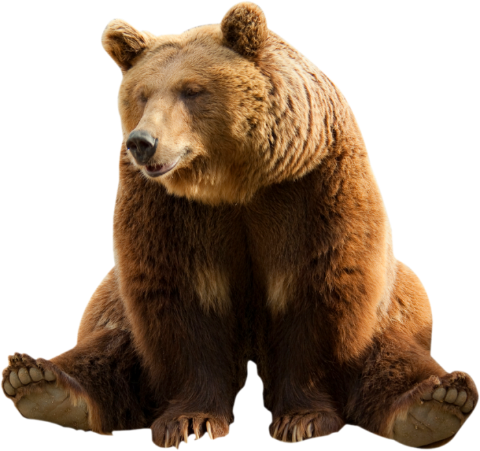 Bear Sitting Free Download PNG HQ Transparent PNG Image