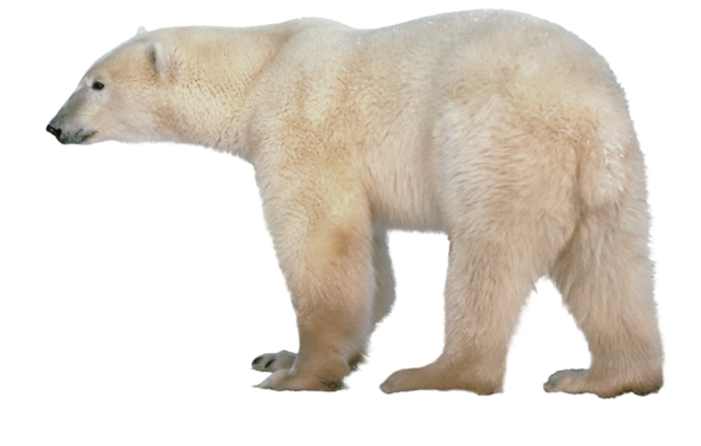 Snow Bear Free PNG HQ Transparent PNG Image