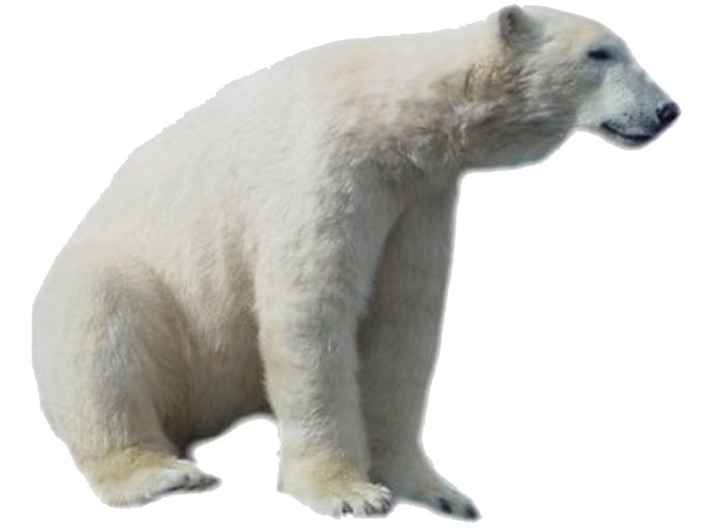 White Bear Free Clipart HD Transparent PNG Image