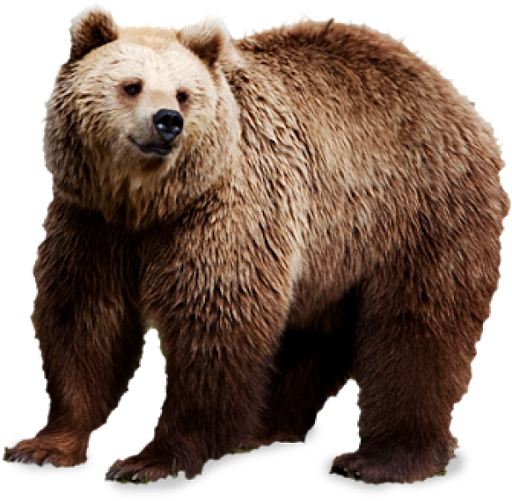 Wild Bear PNG File HD Transparent PNG Image