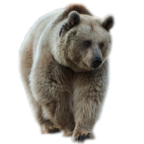 Brown Giant Bear PNG Image High Quality Transparent PNG Image