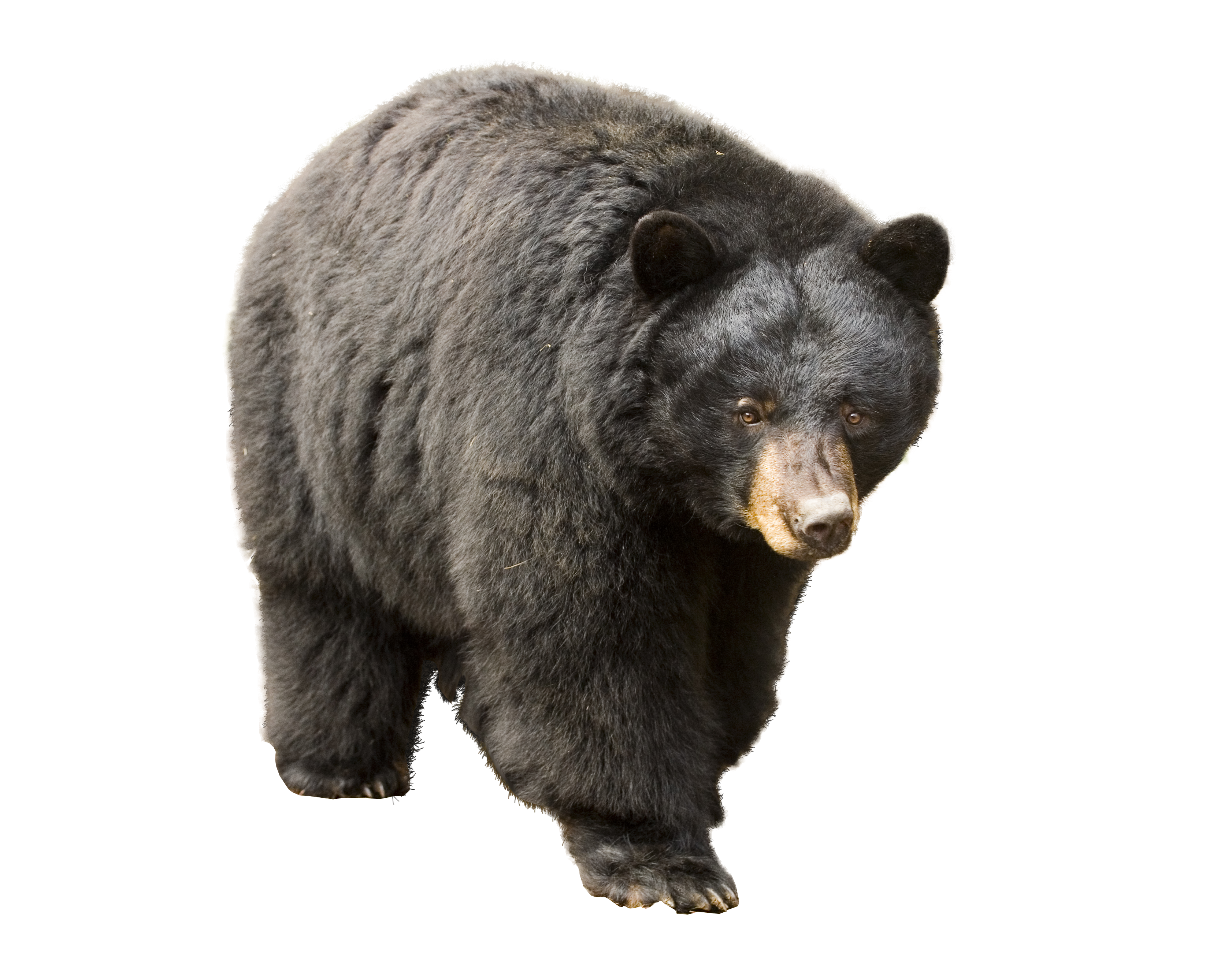 Real Wild Bear PNG Image High Quality Transparent PNG Image