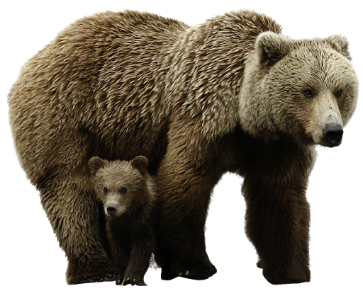 Real Baby With Bear HD Image Free Transparent PNG Image