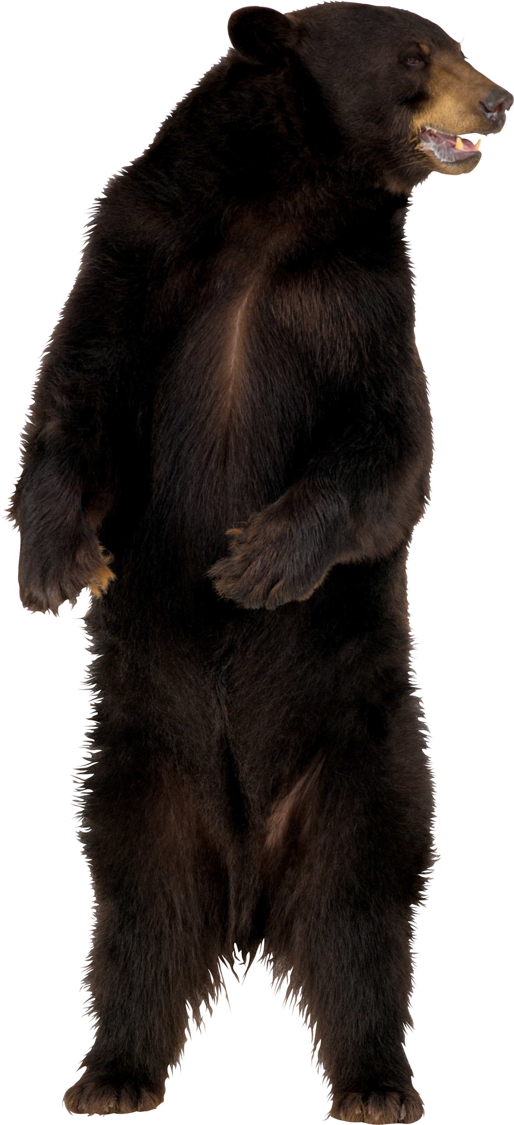 Standing Real Bear PNG Free Photo Transparent PNG Image