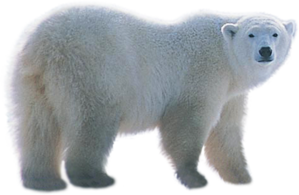 Real Polar White Bear Free Download PNG HD Transparent PNG Image