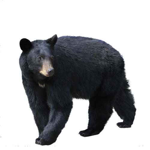 Wild Real Bear PNG Image High Quality Transparent PNG Image