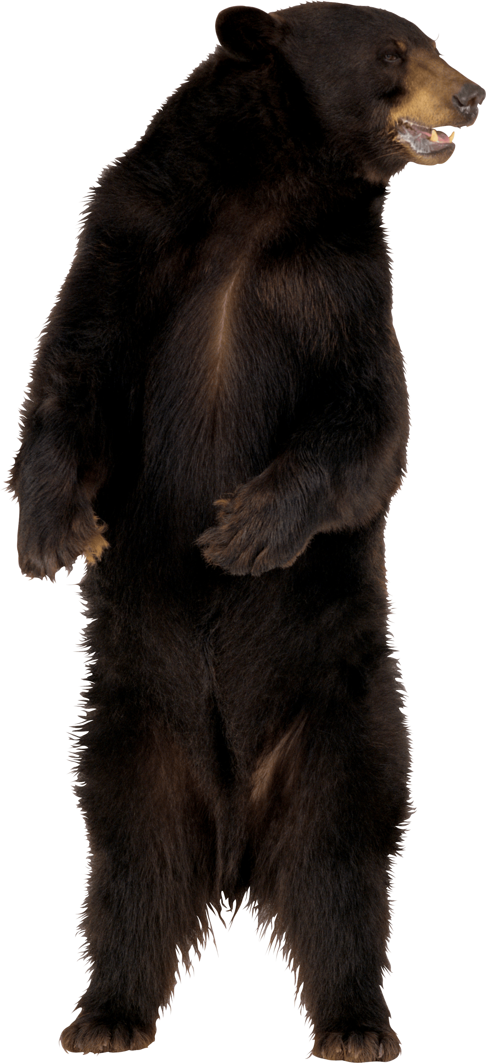 Brown Bear Png Image Transparent PNG Image