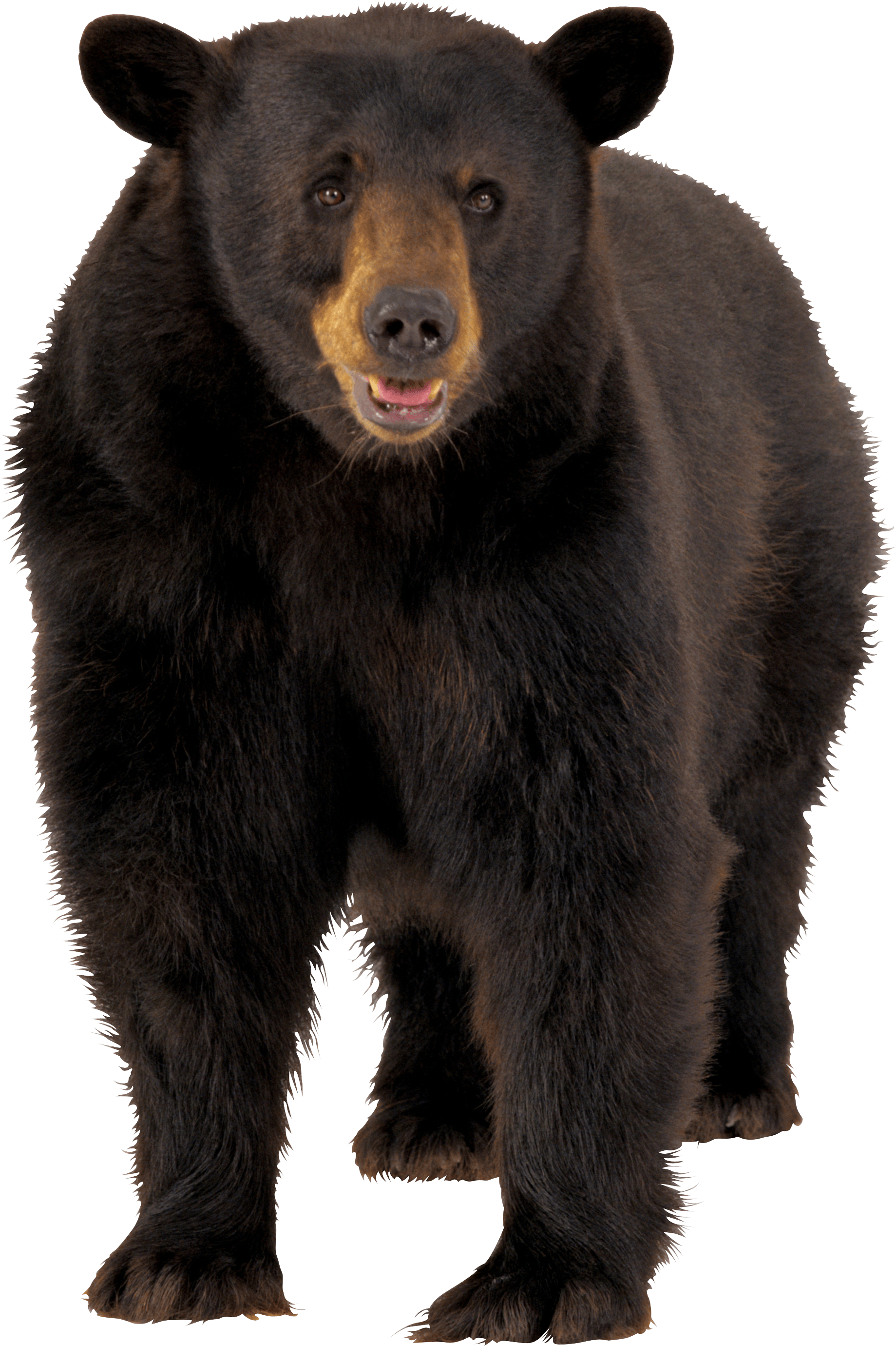 Brown Bear Png Image Transparent PNG Image