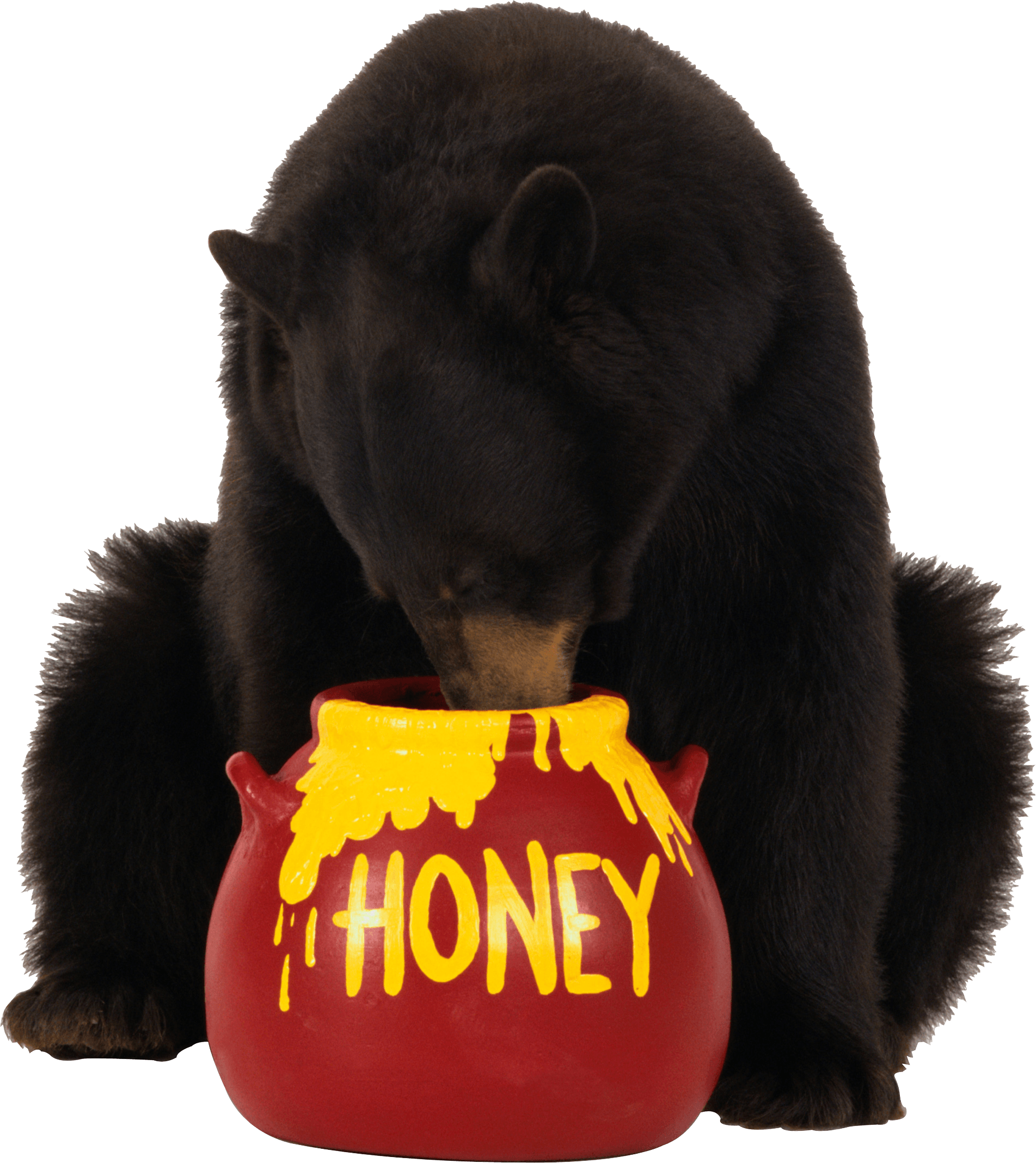 Brown Bear Eats Honey Png Image Transparent PNG Image