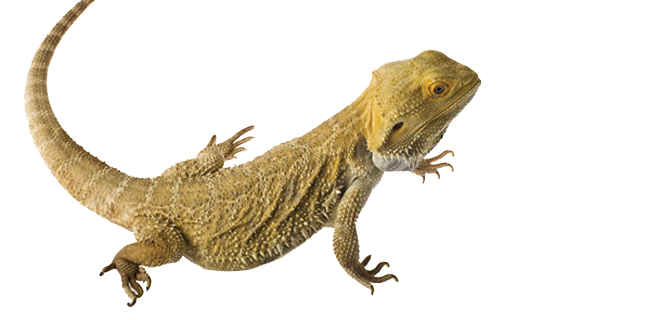 Bearded Dragon Transparent Transparent PNG Image