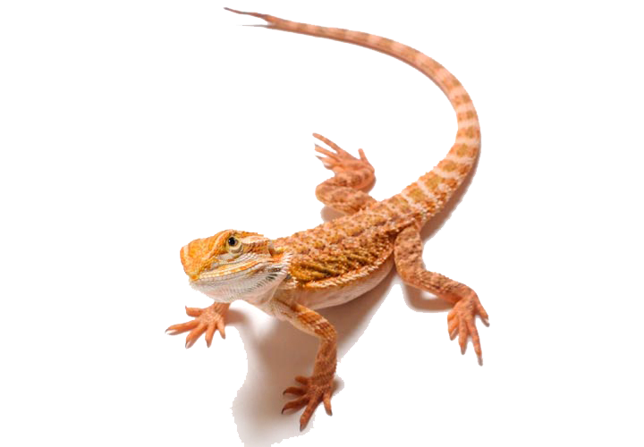 Bearded Dragon Clipart Transparent PNG Image