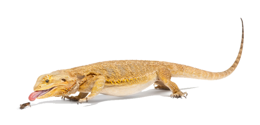 Bearded Dragon File Transparent PNG Image